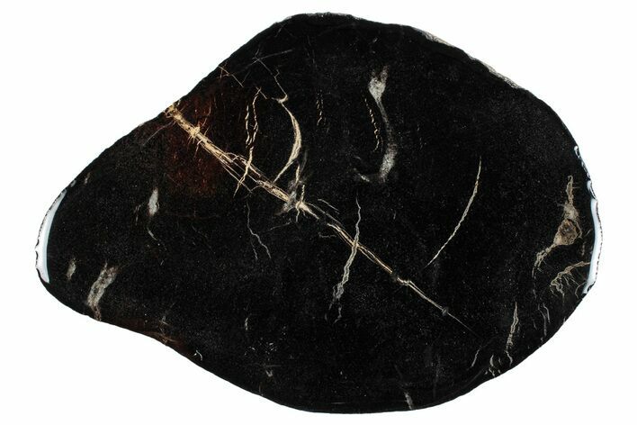 Jurassic Purbeck Fossil Wood Slab - Dorset, England #279480